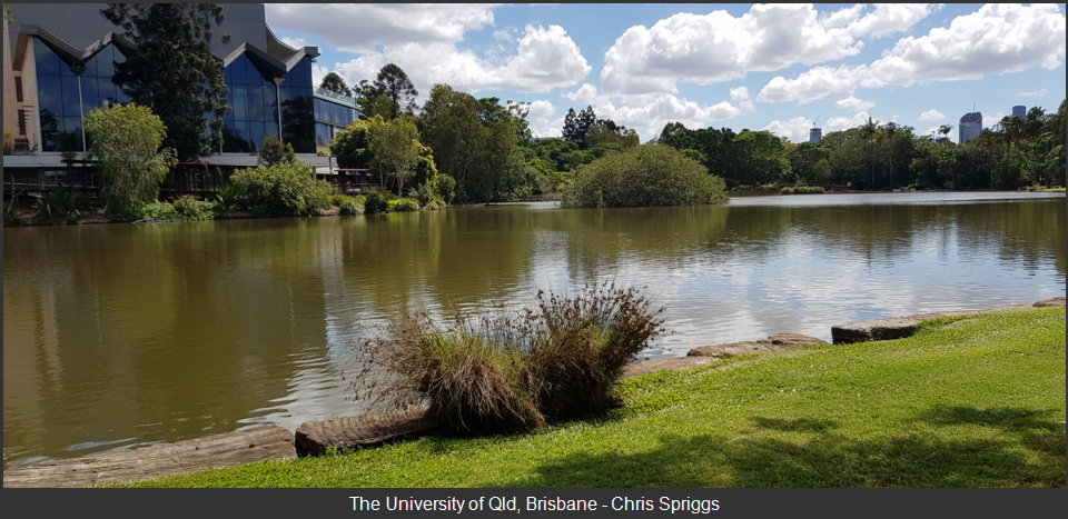 Lake, University of Queensland.jpg